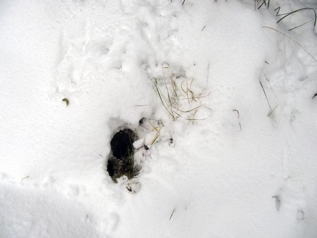 След хорька на снегу фото. Следы енотовидной собаки на снегу. Экскременты енотовидной собаки.