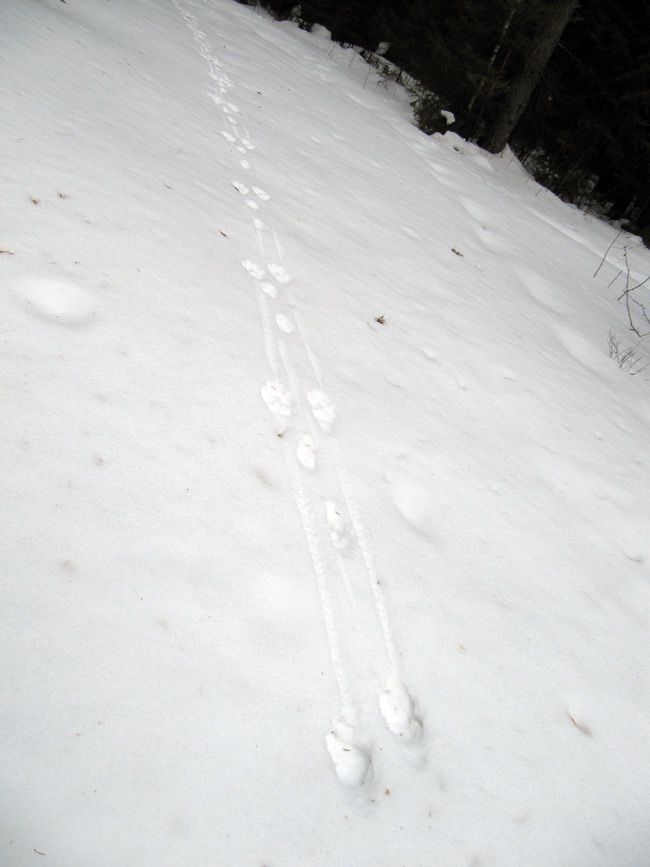 Елочка выдернула лапу из сугроба. Следы горностая. Следы горностая на земле. Следы енотовидной собаки на снегу. Следы волка на снегу картинки.