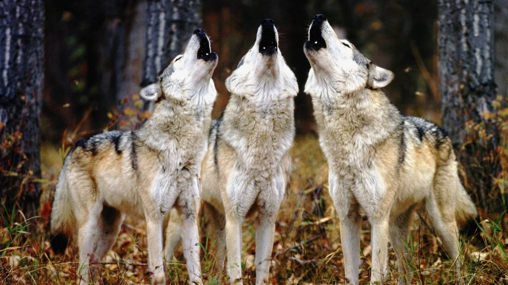 Wolves-3.jpg
